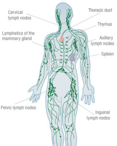 What is Manual Lymphatic Drainage??? - lymphatic Wellness Clinic ...